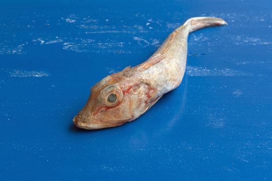 Knurrhahn auf blauem Brett