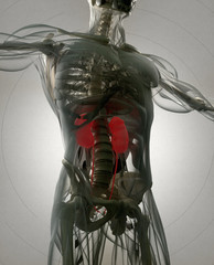 Kidneys, human anatomy. Xray-like view, futuristic scan. 3d illustration.