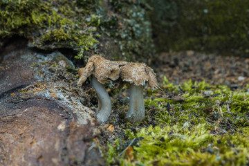 Close up of the forest mushrooms next to tree roots and moss
