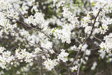 Blooming  blackthorn.