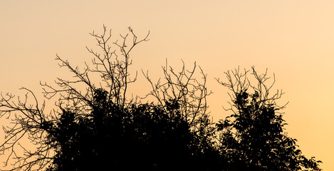 bare branches of a tree on sunset background