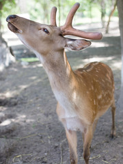 portrait of a young deer in zoo