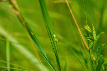 green grasshopper sitting on a grass