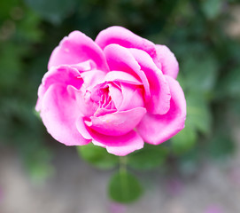 beautiful pink rose flower in nature