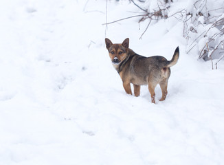 dog running outdoors in winter