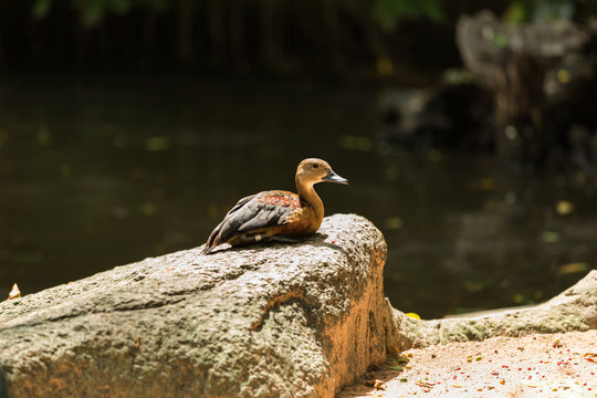 Portrait of Lesser Whistling Duck (Dendrocygna javanica)