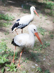 Two stork in zoo in nature
