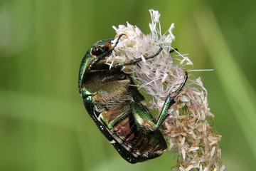 The Flower Chafer on a leaf