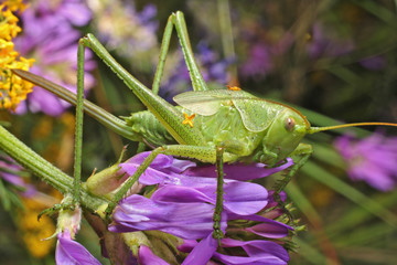 Grasshopper