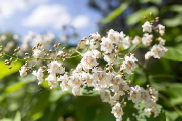 white flowers on the tree in nature