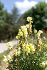 Fototapeta premium beautiful yellow flowers in nature