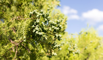 Beautiful branch of a thuja on nature