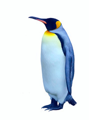 Fototapeta premium Isolated emperor penguin
