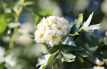beautiful flowers on the bush outdoors