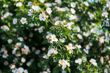 beautiful flowers on the bush outdoors