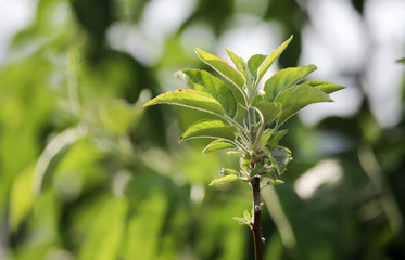 green leaves on the tree in nature
