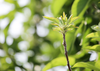 green leaves on the tree in nature