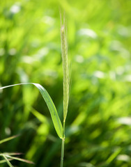 green ears of corn on the grass on the nature