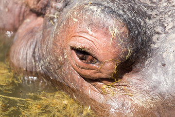 eye hippo in nature. macro