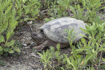common snapping turtle sunbathing on grass ground