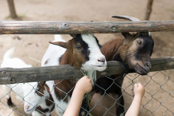 goat eating grass with his hands