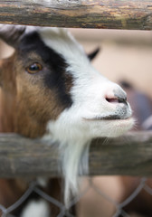goat behind a fence in zoo