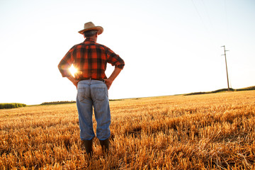 Senior farmer standing in a wheat field after harvest and looks into the distance