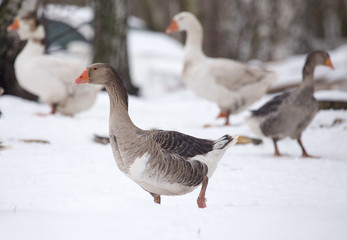 geese in the winter nature