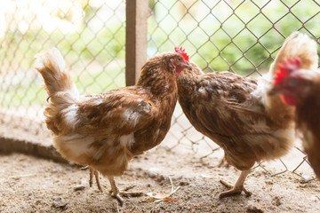 chicken near the fence on the farm