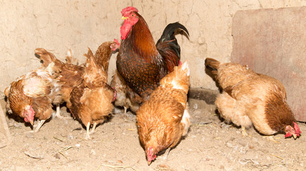 colored chicken on chicken farm