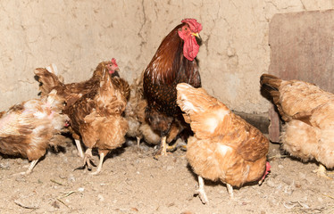colored chicken on chicken farm