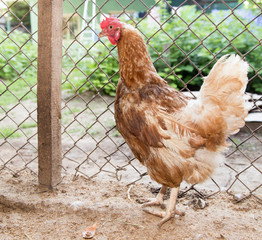 chicken near the fence on the farm