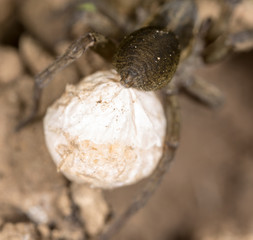 scary spider in nature. macro