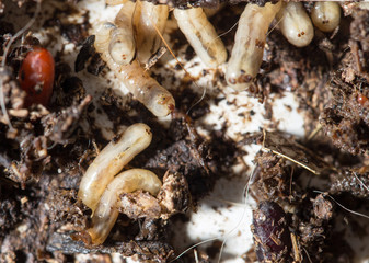 white fly larvae in the soil. macro