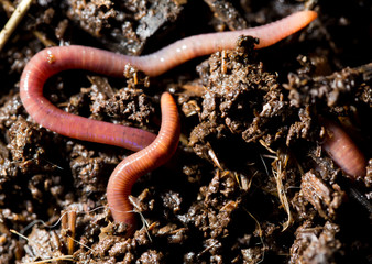red worms in compost. macro