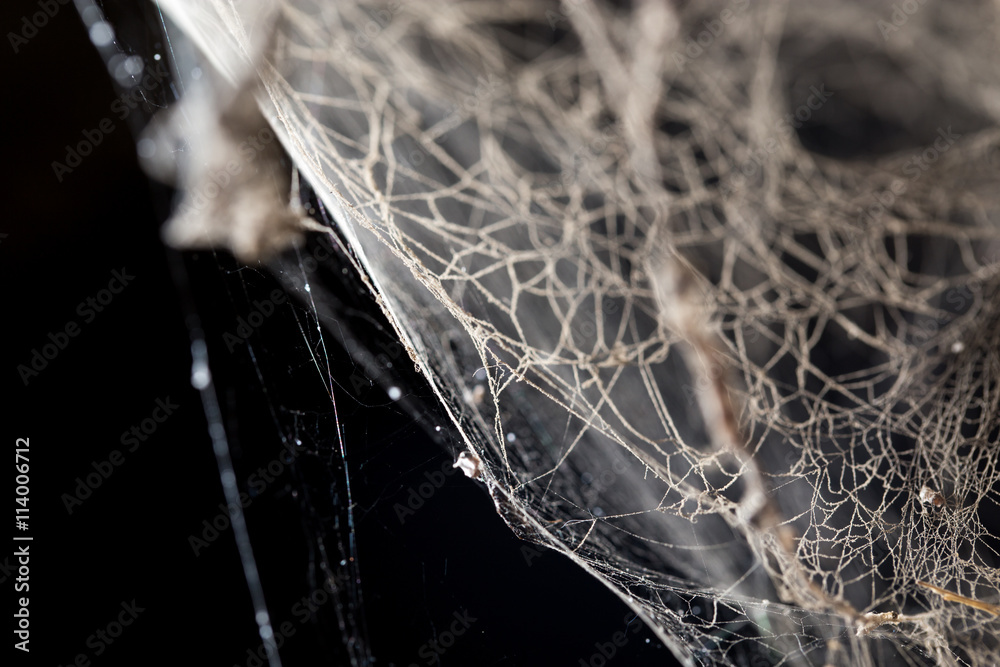 Wall mural abstract background . web in nature
