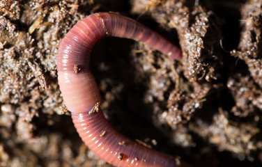 red worms in compost. macro
