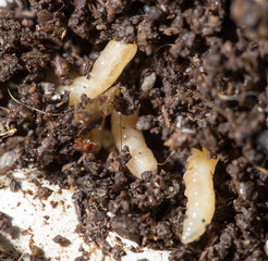 white fly larvae in the soil. macro