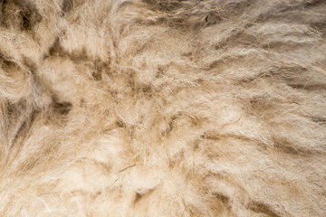 dog fur as background. texture