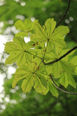 Unter einem Kastanienbaum 2