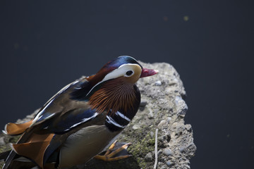 Mandarin Duck (Aix galericulata)
