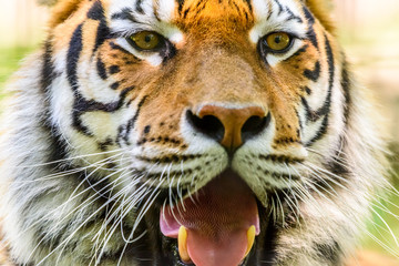 Wild Young Tiger (Panthera Tigris) Portrait