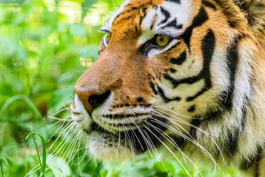 Wild Young Tiger (Panthera Tigris) Portrait