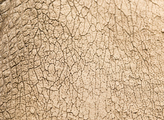 rhino skin as background