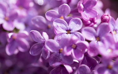 Naklejka na ściany i meble beautiful lilac flowers in nature