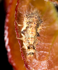 caterpillar on red leaf in the nature. macro