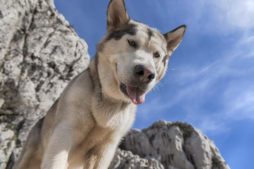 Animales de compañia, alaskan malamute