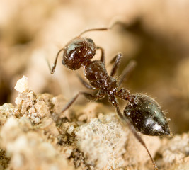 little ant in nature. super macro