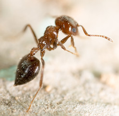 little ant in nature. super macro