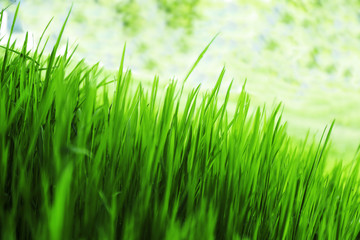 Green grass outdoors